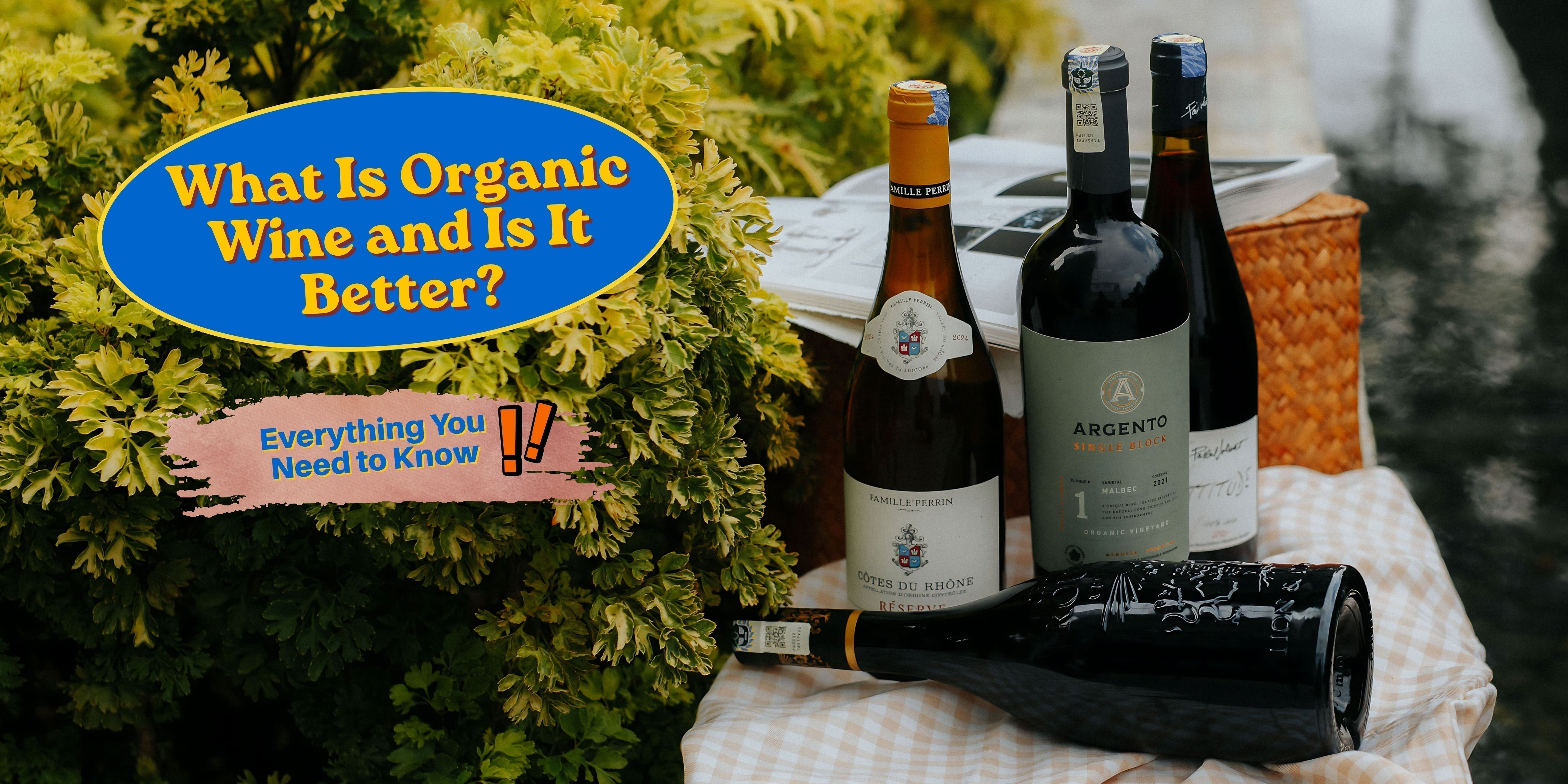What Is Organic Wine and Is It Better? Everything You Need to Know - AlbertWines2u