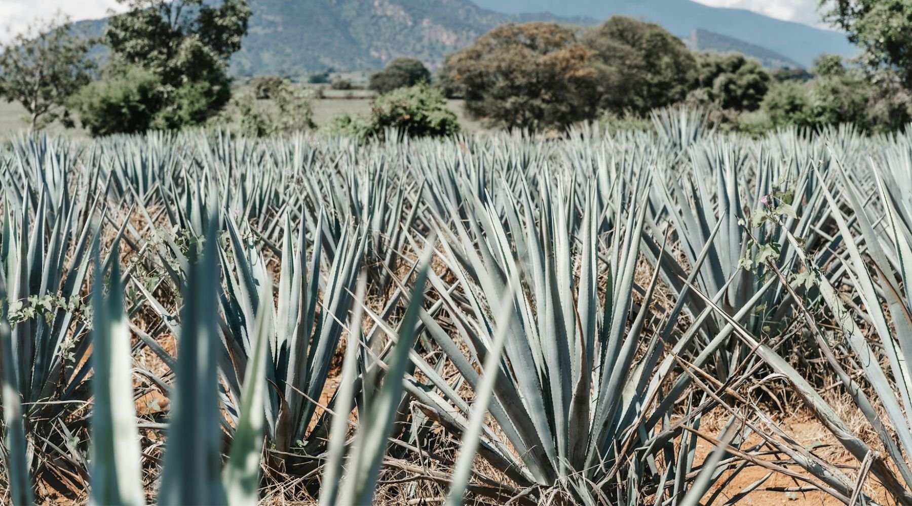 What is the difference between Mezcal & Tequila? - AlbertWines2u