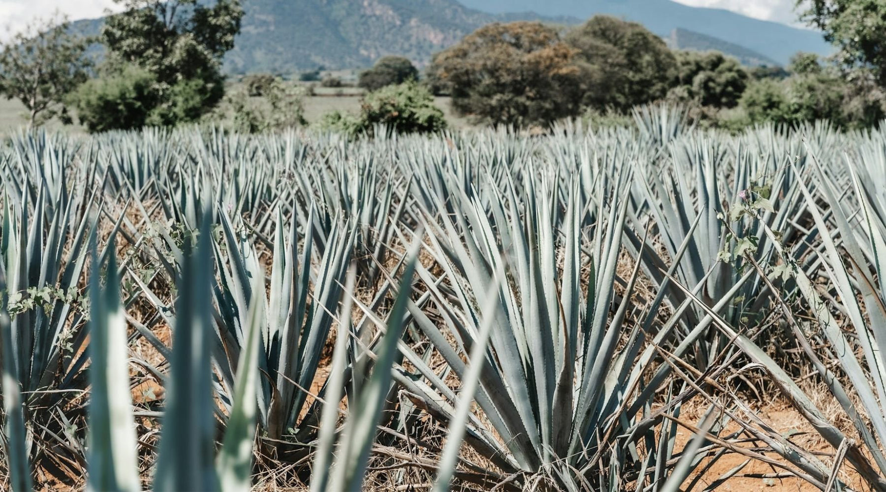 What is the difference between Mezcal & Tequila? - Albert Wines