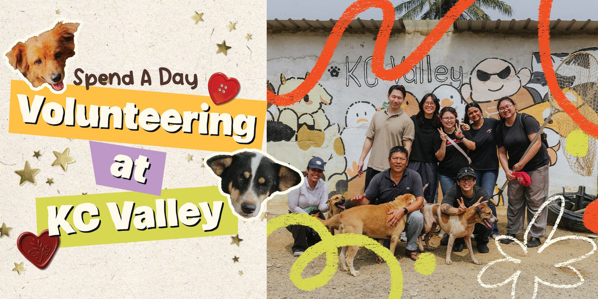 Spend A Day Volunteering at KC Valley With Us 🐾🐕