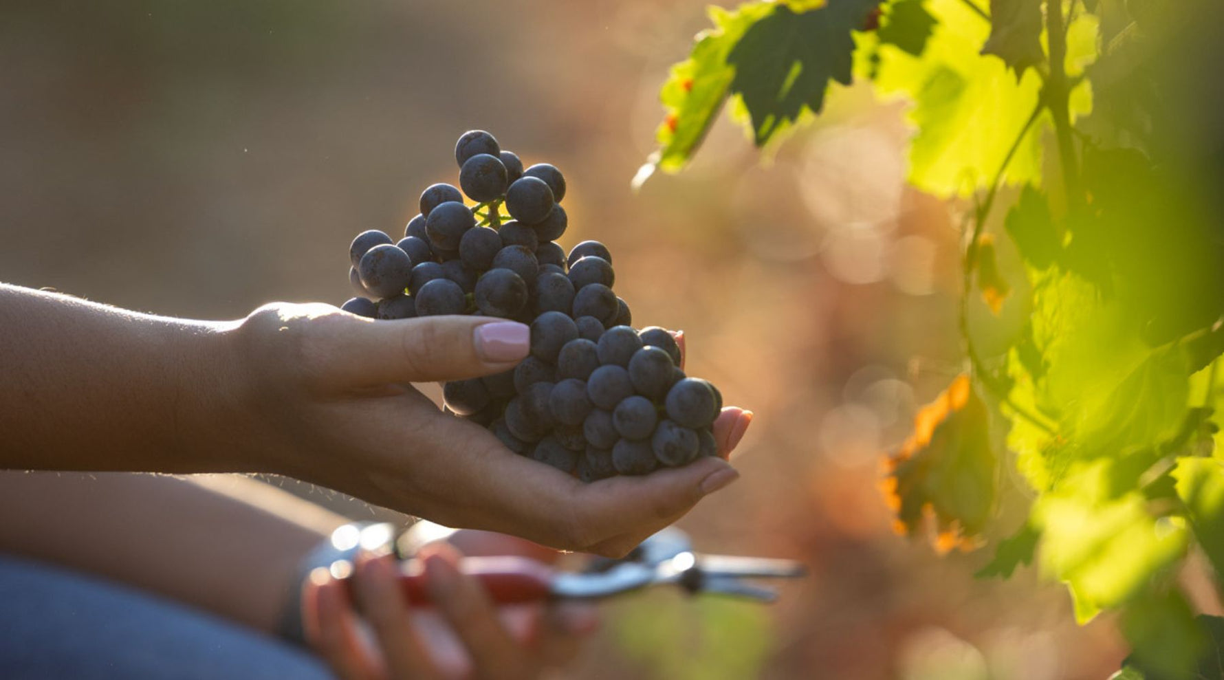 What is Organic Wine? - Albert Wines